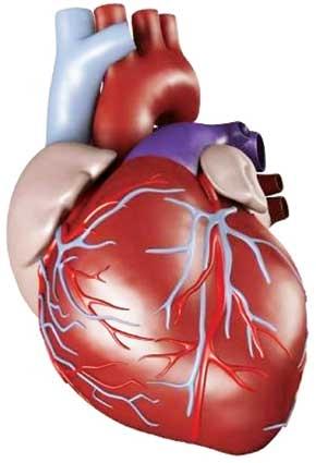 مسیر حرکت خون در قلب