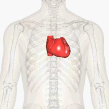 قلب و ساختار آن 