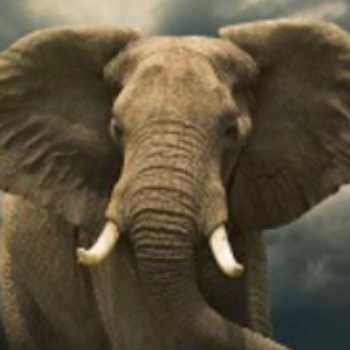 در مورد فیل