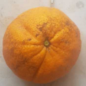 پرتقال 