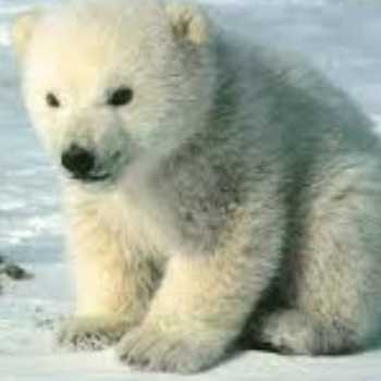 خرس قطبی 