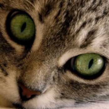 معمای چشم گربه