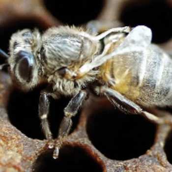 بیماری های زنبور عسل