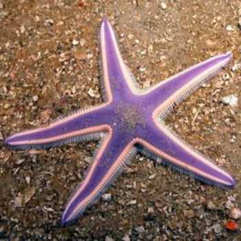 ستاره ی دریایی