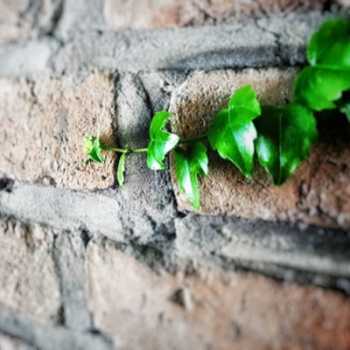 محمدعلی دهاقین